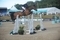 Trevor Breen lands his first Grand Prix win with Highland President at the Al Shira’aa Bolesworth International